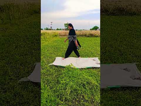 trending #Punjabi #new# song, green# food# cow