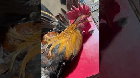 1.5 kg original desi murga #abidpoultryfarm #poultryfram #chicken #murga #birds #desi #india