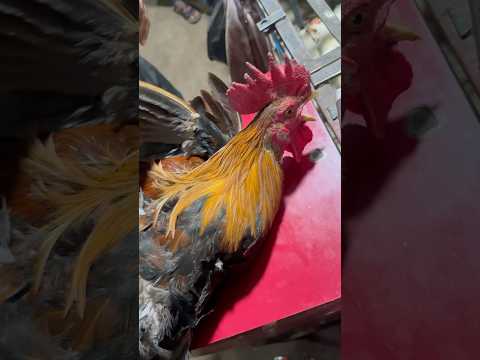 1.5 kg original desi murga #abidpoultryfarm #poultryfram #chicken #murga #birds #desi #india