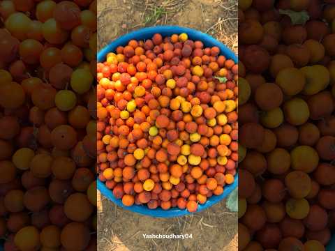 देसी बोर 😍 #rajasthan #villagelife #gaav #village #youtubeshorts #reel #bache #bachpan #desert