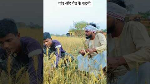 गांव और चैत के कटनी #funny #villagelife #desi #viral #gaon
