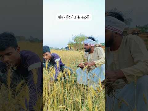 गांव और चैत के कटनी #funny #villagelife #desi #viral #gaon