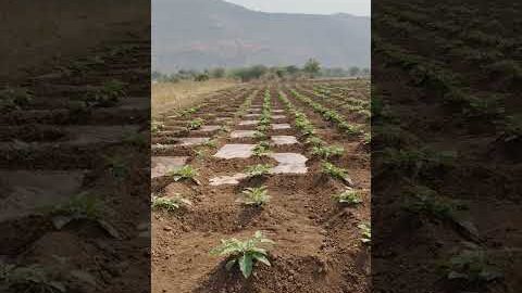 Amazing Desi Jugaad by Farming #Desi #Jugaad #Jugad #Farming #Kheti #Khetibadi #Agriculture #water