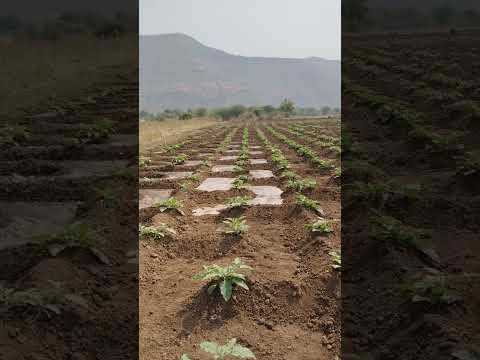 Amazing Desi Jugaad by Farming #Desi #Jugaad #Jugad #Farming #Kheti #Khetibadi #Agriculture #water