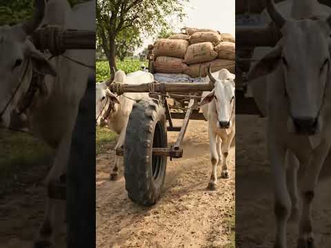 कृषि नवाचार: पहिएदार जुआ-बैलगाड़ी#shortsfeed #farming #tarndeng #desi #popular