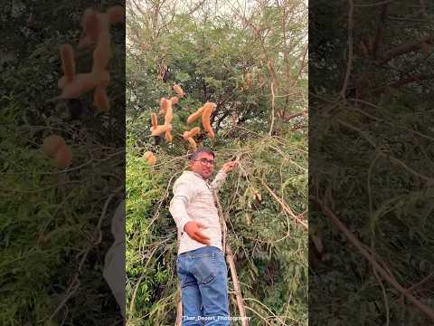 गॉंव का देसी कोल्ड ड्रिंक्स😍 #summer #desi  #colddrink #juce