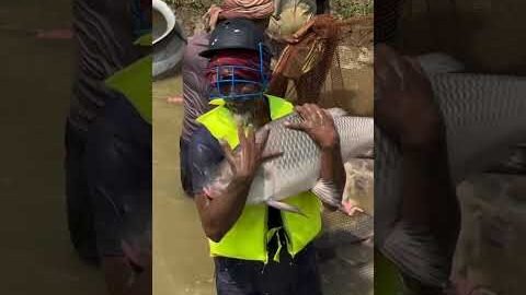এমন তাজা মাছ কেবল গ্রামে দেখা যায়#viral #travel #reels #love #village #villagelife #villagevlog