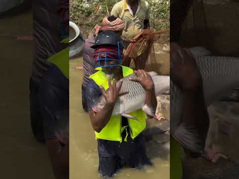 এমন তাজা মাছ কেবল গ্রামে দেখা যায়#viral #travel #reels #love #village #villagelife #villagevlog