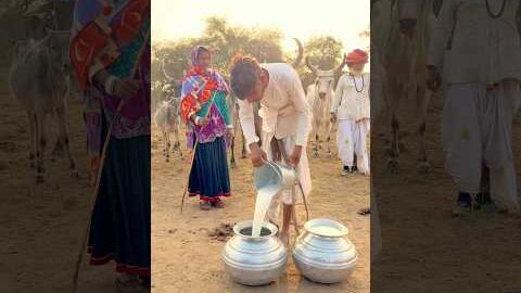 दुनिया का सबसे शुद्ध ओर औषधीय दूध😍 #milk #villagelife  #cow #desi #youtubeshorts