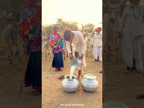 दुनिया का सबसे शुद्ध ओर औषधीय दूध😍 #milk #villagelife  #cow #desi #youtubeshorts