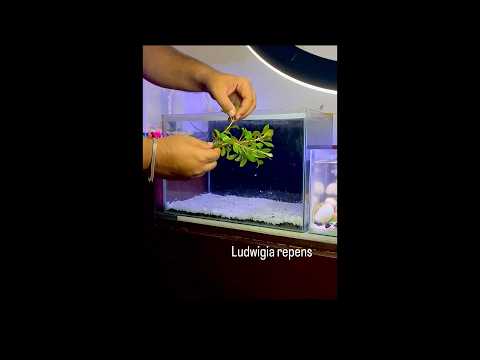 “Step by step, my aquarium breathes.” #aquarium#fish#nature#fishtank#foryou#fishinglife #instafish