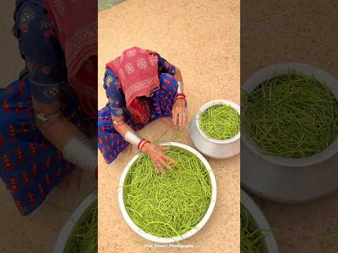 राजस्थान में सांगरी की खेती😍 #desi  #sangari #villagelife  #food