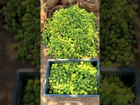 रेगिस्तान में गूंदे की खेती😍 #food #desi  #villagelife #youtubeshorts