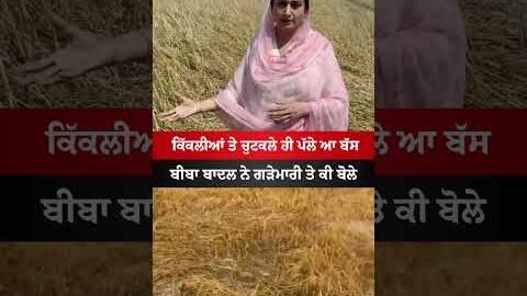 Bhagwant Mann Vs Harsimrat Badal #bhagwantmann #punjab #news #akalidal #badal #viral  #shorts