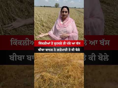 Bhagwant Mann Vs Harsimrat Badal #bhagwantmann #punjab #news #akalidal #badal #viral #shorts