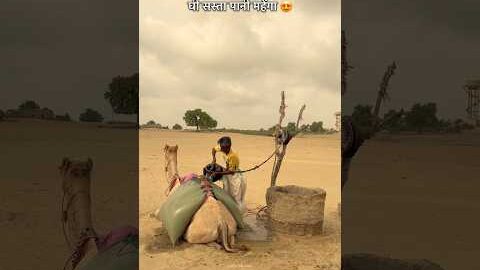 रेगिस्तान जहाँ घी सस्ता है और पानी महँगा 😍#desi #gaon#village #lifestyle #rajasthan #dessert #Food