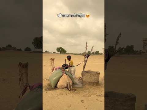 रेगिस्तान जहाँ घी सस्ता है और पानी महँगा 😍#desi #gaon#village #lifestyle #rajasthan #dessert #Food