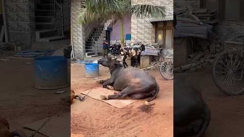 Aaj mote aur gaay ko￼ tarbooz 🍉 khila diya. #desi #new #buffalo #cow