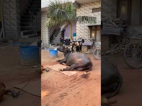 Aaj mote aur gaay ko￼ tarbooz 🍉 khila diya. #desi #new #buffalo #cow