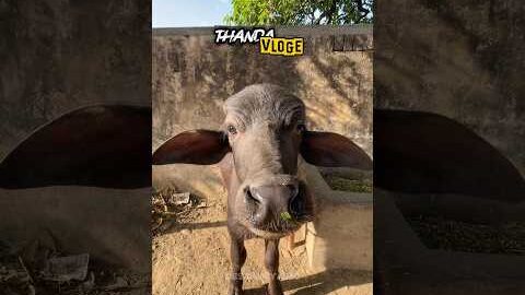 Thanda vlog 1 #jhotalover #desiduniya360 #desi #viralshorts #jhota #villagelife #vlog
