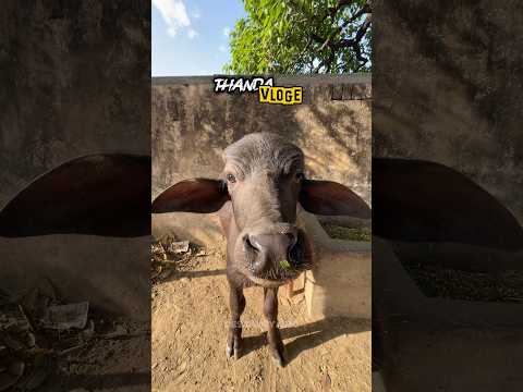 Thanda vlog 1 #jhotalover #desiduniya360 #desi #viralshorts #jhota #villagelife #vlog