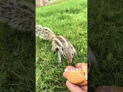 Tum kro dâya mere sai @SadhanPath @BhajanMarg @Hit_Das #trending #viral #ytshorts #live #sikh #love