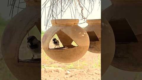 चिडिया के लिए देसी फ्रिज 😍 #garmi #rajasthan #pani #savebirds #villagelife #desi #youtubeshorts