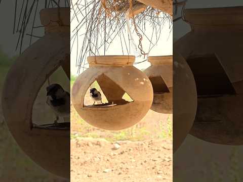 चिडिया के लिए देसी फ्रिज 😍 #garmi #rajasthan #pani #savebirds #villagelife #desi #youtubeshorts