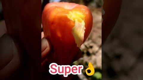 Apple Natural Wax Coating