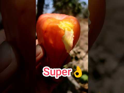 Apple Natural Wax Coating