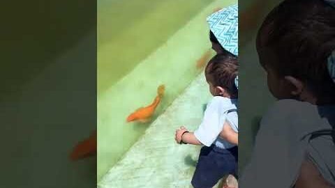 Sukoon mile @SadhanPath @BhajanMarg @Hit_Das @sadhanmaarg #monkey #love #ytshorts #sikh #sikhitihas