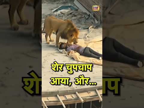 Gujarat Lion Video: शेर चुपचाप आया, और… | Viral Video | Hindi News