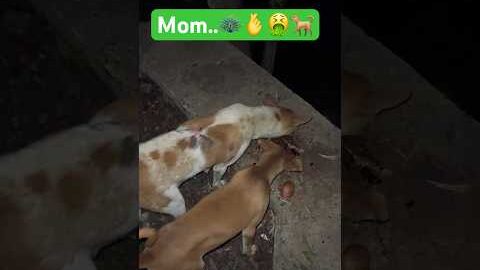 Mom and baby dog..🫰❤️#mom #dog #pets #love #shorts #trending #ytshorts
