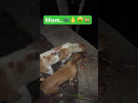 Mom and baby dog..🫰❤️#mom #dog #pets #love #shorts #trending #ytshorts