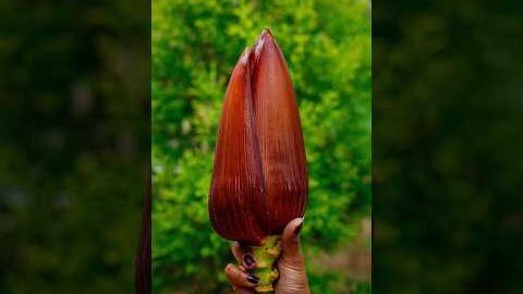 Kele Ke Phool Ki Sabji | Rare Desi Recipe 😍 | Healthy & Tasty Banana Flower # banana @flaviacapital