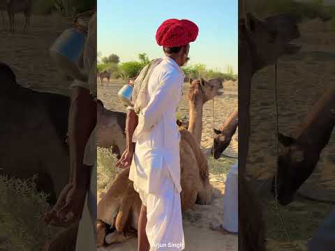 राजस्थान में सुबह जल्दी हो जाती है 😍 #desi #life #rajasthan #rajasthani #village #facts #shorts