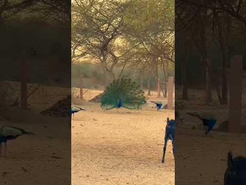 rajasthan village life #rajasthan #rajasthani #village #villagelife #gaon #desi #life #views #khana