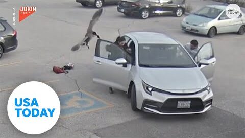 Protective goose attacks woman walking into work | USA TODAY