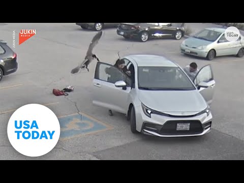 Protective goose attacks woman walking into work | USA TODAY