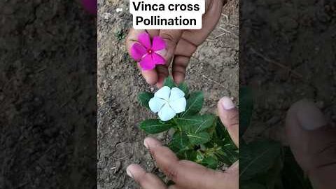 Desi & Hybrid Vinca ka Cross Pollination| #shorts #crosspollination#flowers #trending