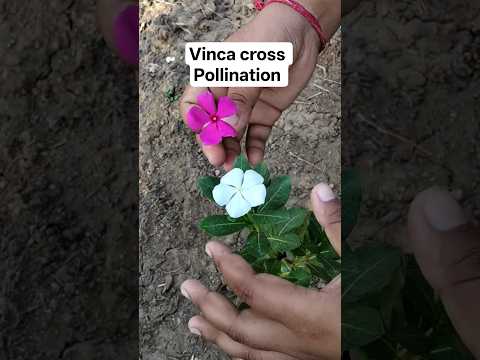 Desi & Hybrid Vinca ka Cross Pollination| #shorts #crosspollination#flowers #trending