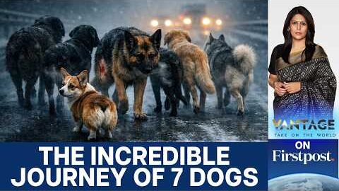 Missing Dogs in China Go Viral After 17 Km Journey Home | Vantage with Palki Sharma