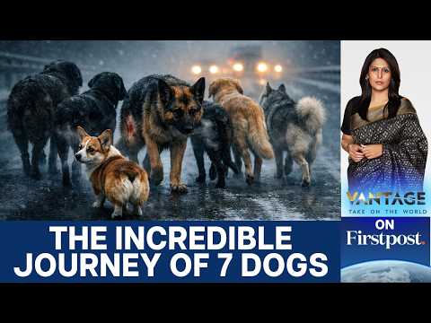 Missing Dogs in China Go Viral After 17 Km Journey Home | Vantage with Palki Sharma