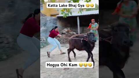 Katte Ch Jaan Bhot aa 🤣🔥😝 #newpunjabisong #animals #haryanvi #girl #love #newsong #ramrahim