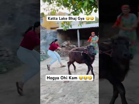 Katte Ch Jaan Bhot aa 🤣🔥😝 #newpunjabisong #animals #haryanvi #girl #love #newsong #ramrahim