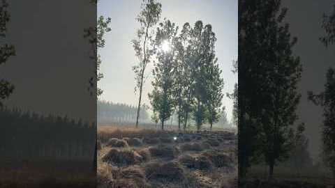 Village life , desi jindgi 🌾😍🌞 #shorts #trendingshorts #villagelife #desi #ytshorts