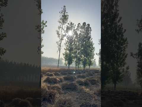 Village life , desi jindgi 🌾😍🌞 #shorts #trendingshorts #villagelife #desi #ytshorts