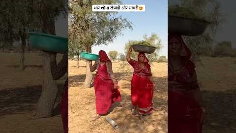 थार शोभा खेजड़ी ओर सांगरी 😍#desi #sangari #villagelife #food #trending