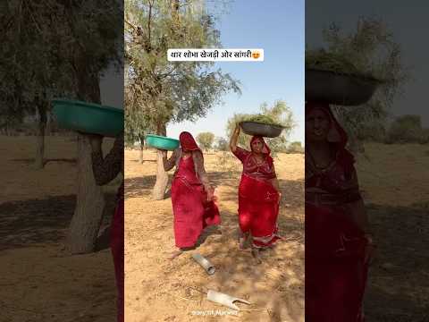 थार शोभा खेजड़ी ओर सांगरी 😍#desi #sangari #villagelife #food #trending