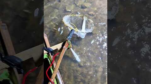 Village boy fhishing amazing tacknic #desi Machli #tarndeng #fishingtechniques
